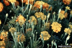 uploads/images/disease/Powdery mildew of mari gold.jpg